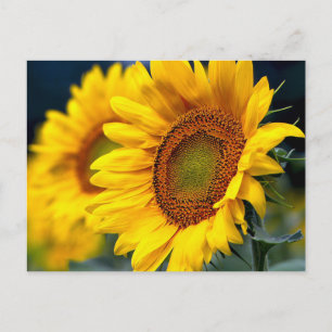 Cartão Postal Girassóis Amarelos Florais - Olá, Pensando Em Vo
