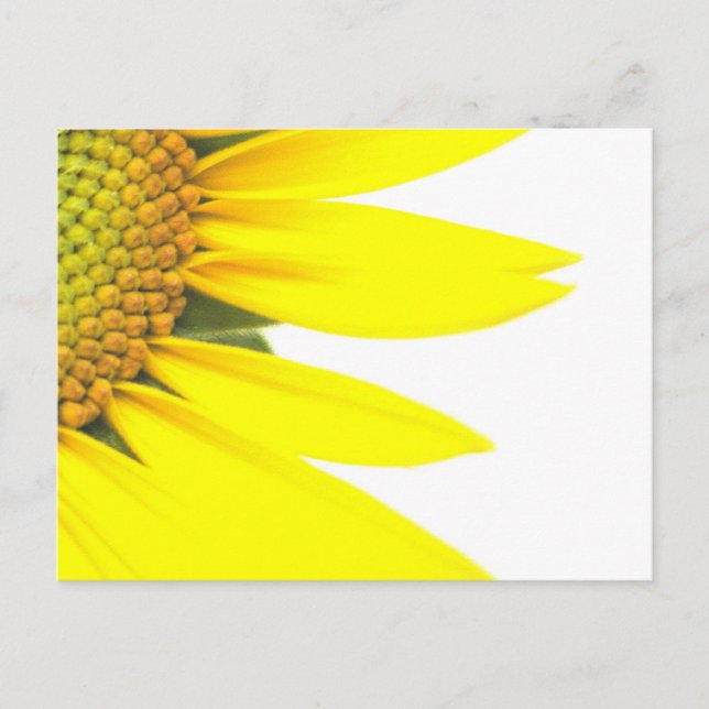 Cartão Postal Girassóis da primavera (Frente)