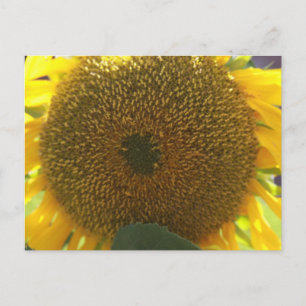 Cartão Postal Girassol