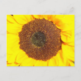 Cartão Postal Girassol