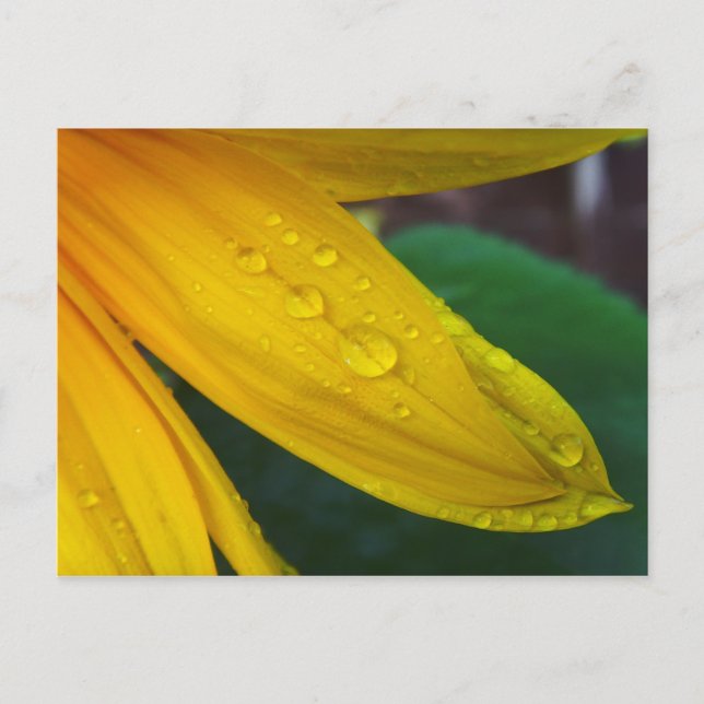 Cartão Postal Girassol (Frente)