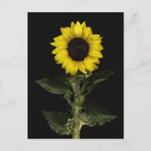 Cartão Postal Girassol 11 (Frente)
