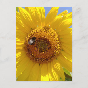 Cartão Postal Girassol Amarelo