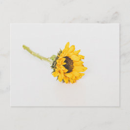 Cartão Postal Girassol Amarelo