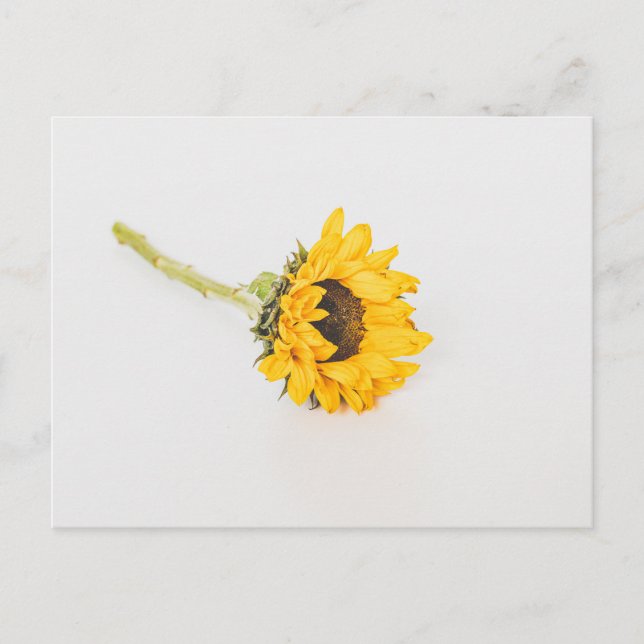Cartão Postal Girassol Amarelo (Frente)