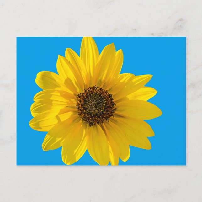Cartão Postal Girassol com iluminação traseira (Helianthus) (Frente)