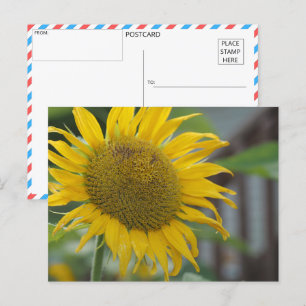 Cartão Postal Girassol de Verão vibrante