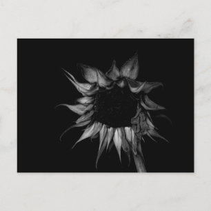 Cartão Postal Girassol - Fotografia de arte