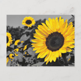 Cartão Postal Girassol: Lixo Amarelo De Cor