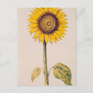 Cartão Postal Girassol ou Helianthus
