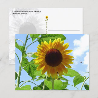 Cartão Postal Girassol Radiante, Provença, França -