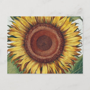 Cartão Postal Girassol Vintage Damask Flower Art