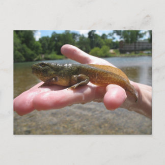 Cartão Postal girino