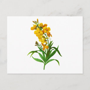 Cartão Postal Giroflee Jaune por Pierre Joseph Redoute