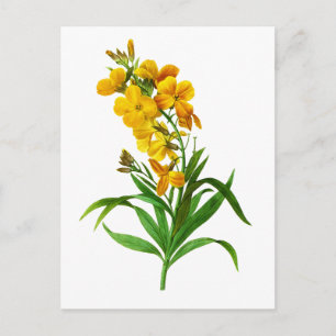 Cartão Postal Giroflee Jaune por Pierre Joseph Redoute