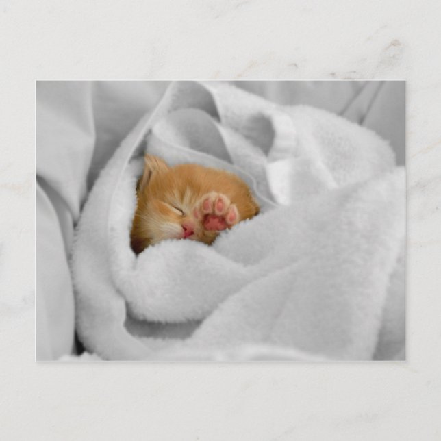 Cartão Postal Gizmo (Frente)