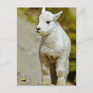 Cartão Postal Glacier National Park, Montana, EUA, Mountain