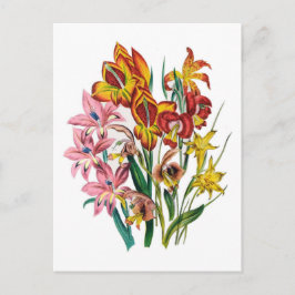 Cartão Postal Gladioli