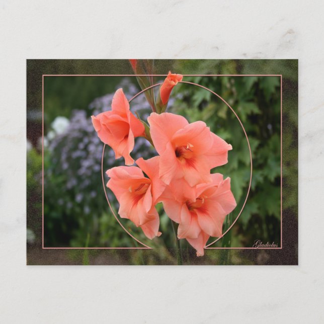 Cartão Postal Gladiolus (Frente)