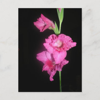 Cartão Postal Gladiolus Bizantino