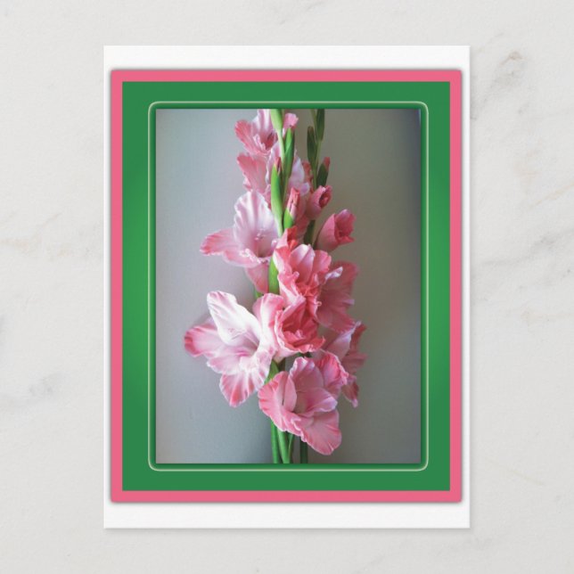 Cartão Postal Gladiolus Rosa (Frente)