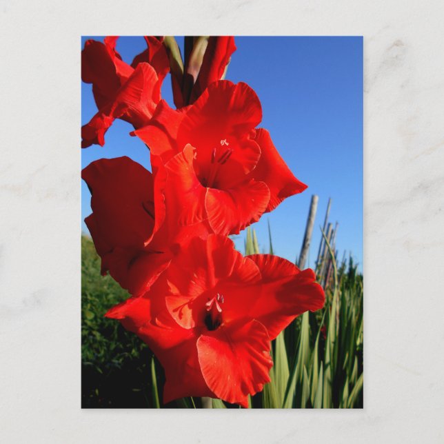 Cartão Postal Gladiolus Vermelho E Céu Azul (Frente)