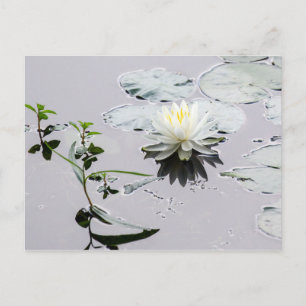 Cartão Postal Glassy Water Lily