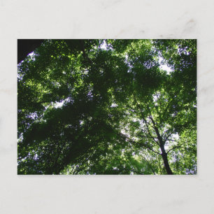 Cartão Postal Glen Helen Maple