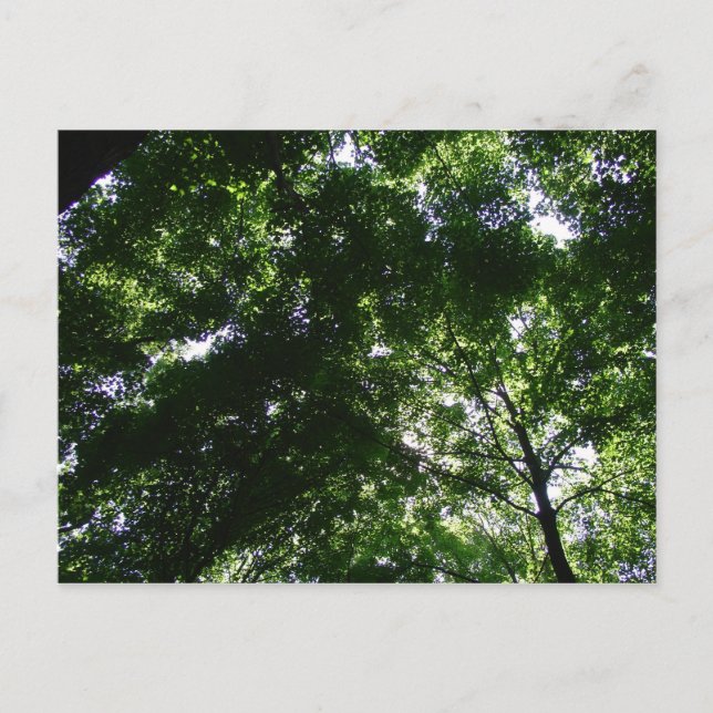 Cartão Postal Glen Helen Maple (Frente)