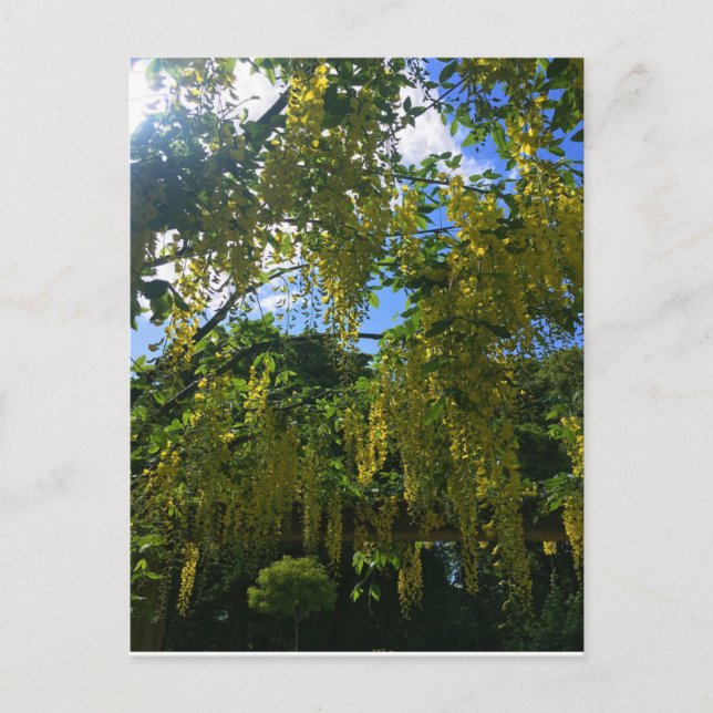 Cartão Postal Glicínia Amarela (Frente)