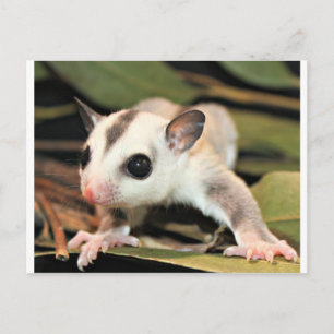 Cartão Postal Glider de Açúcar