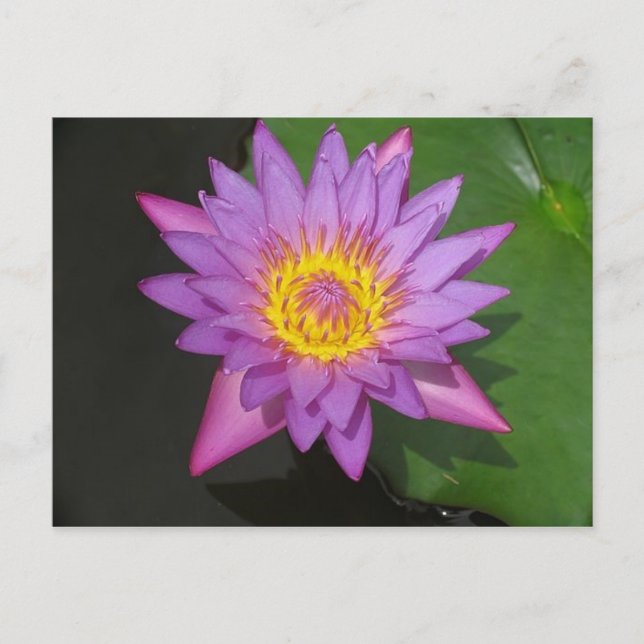 Cartão Postal Glória Blooming (Frente)