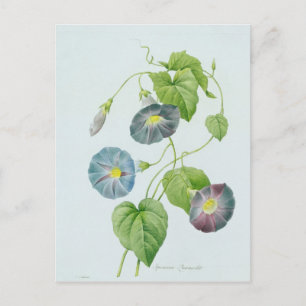 Cartão Postal Glória da Manhã