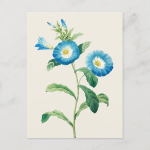 Cartão Postal Glória da Manhã Anã por Pierre Joseph Redoute