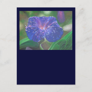 Cartão Postal Glória-da-Manhã (Ipomoea Purpurea) Pétalas e Orval
