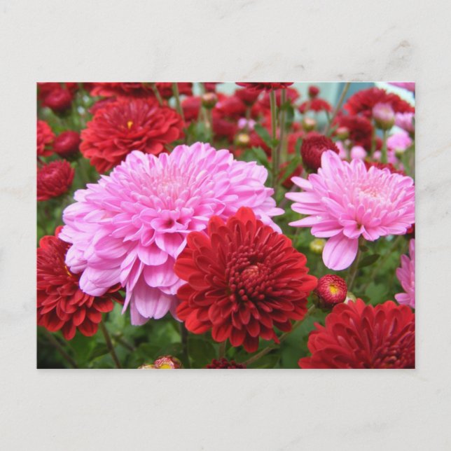 Cartão Postal Glória da manhã pacífica (Frente)