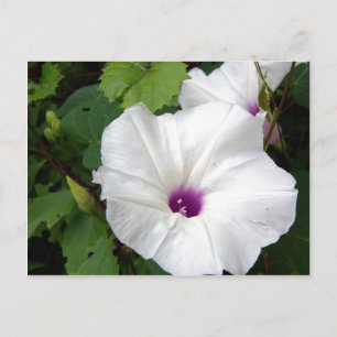Cartão Postal Glória da Manhã Selvagem - 2010