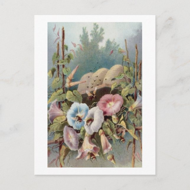 Cartão Postal Glórias da Manhã (Frente)