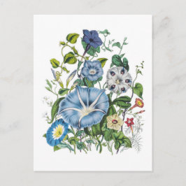 Cartão Postal Glórias da Manhã