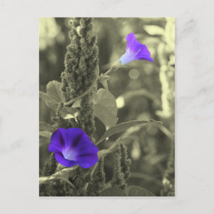 Cartão Postal Glórias da manhã Cartão-postal branco preto