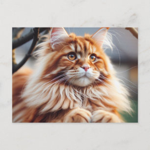 Cartão Postal Glorioso Maine Coon