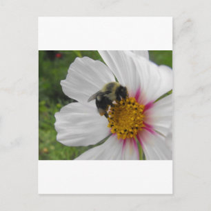 Cartão Postal Glory Bee