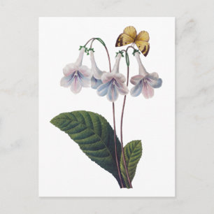 Cartão Postal Gloxinia por Pierre Joseph Redoute