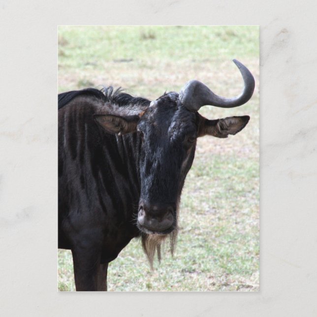 Cartão Postal gnu chifres solo (Frente)