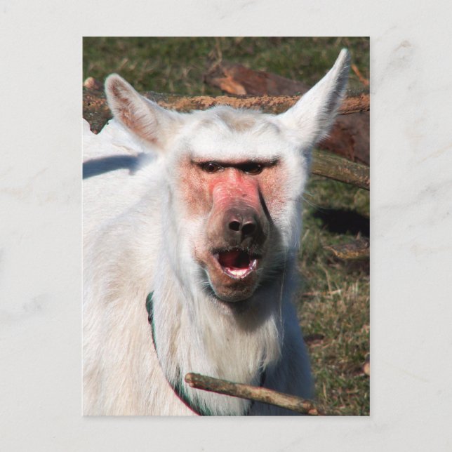 Cartão Postal Goaboon (Frente)