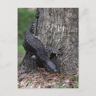 CARTÃO POSTAL GOANNA EUNGELLA PARL NACIONAL QUEENSLAND AUSTRÁLIA
