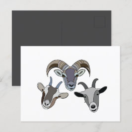Cartão Postal Goat Animal Funny Goat