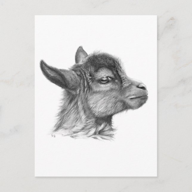 Cartão Postal Goat Baby G099 (Frente)