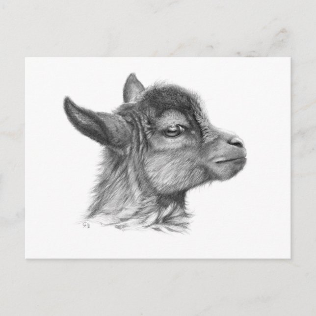 Cartão Postal Goat Baby G099 (Frente)