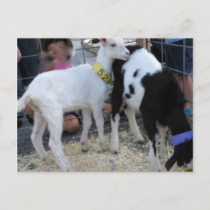 Cartão Postal Goat Duo